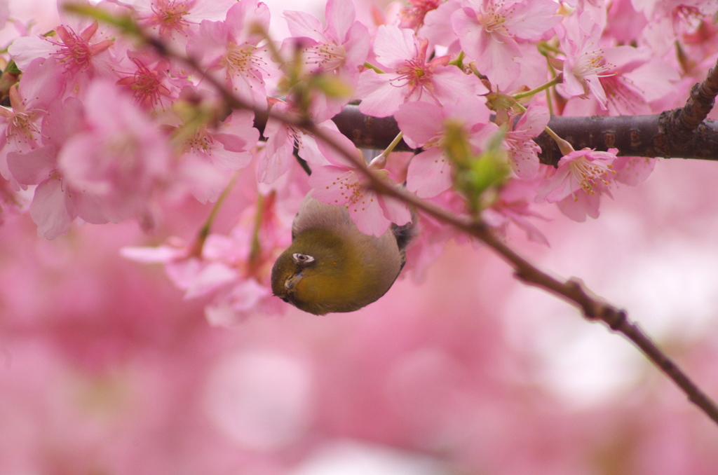 メジロと桜２