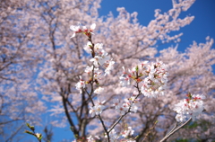 Sakura in Sakura City2