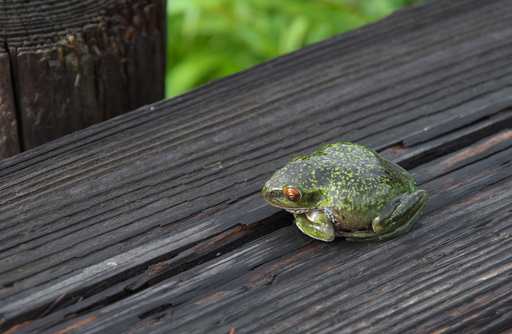 木道のカエル