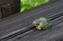 木道のカエル