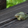 木道のカエル