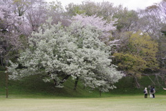 城址公園の桜１