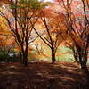 川村美術館の庭園