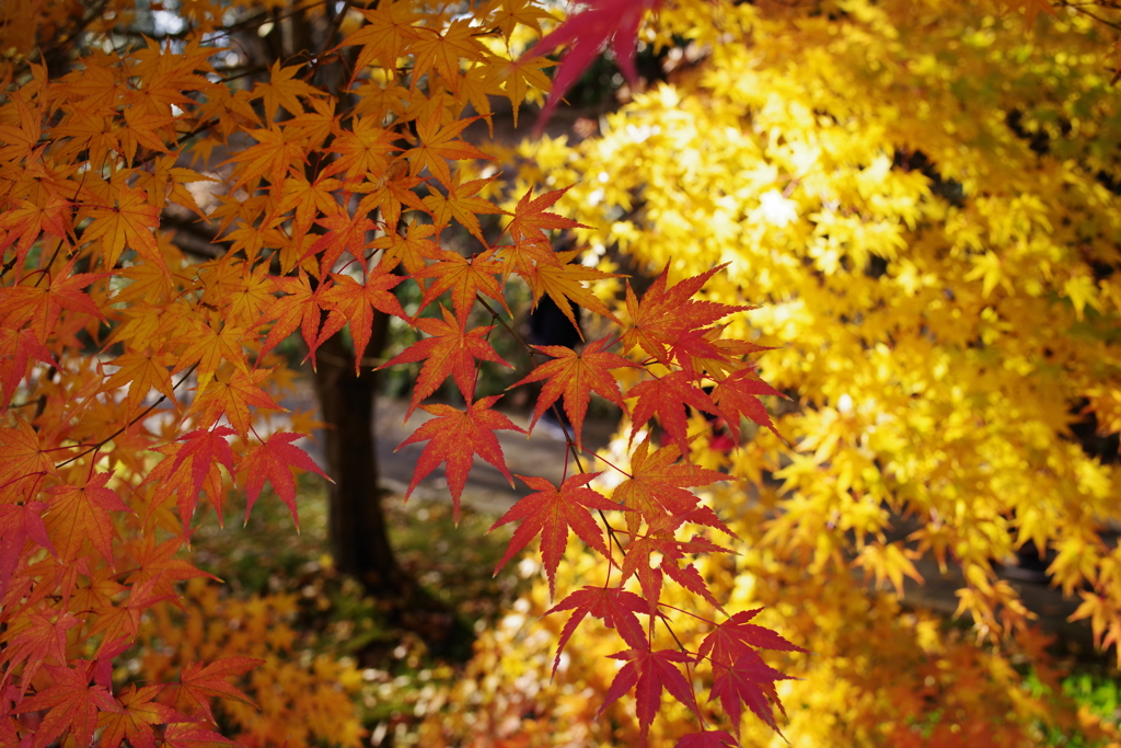 川村美術館の庭園3