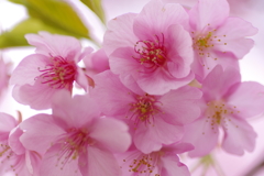 2020河津桜　