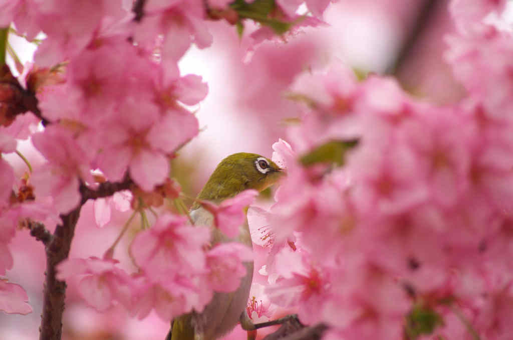桜に囲まれて