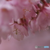 春を呼ぶ４