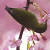 メジロと桜5