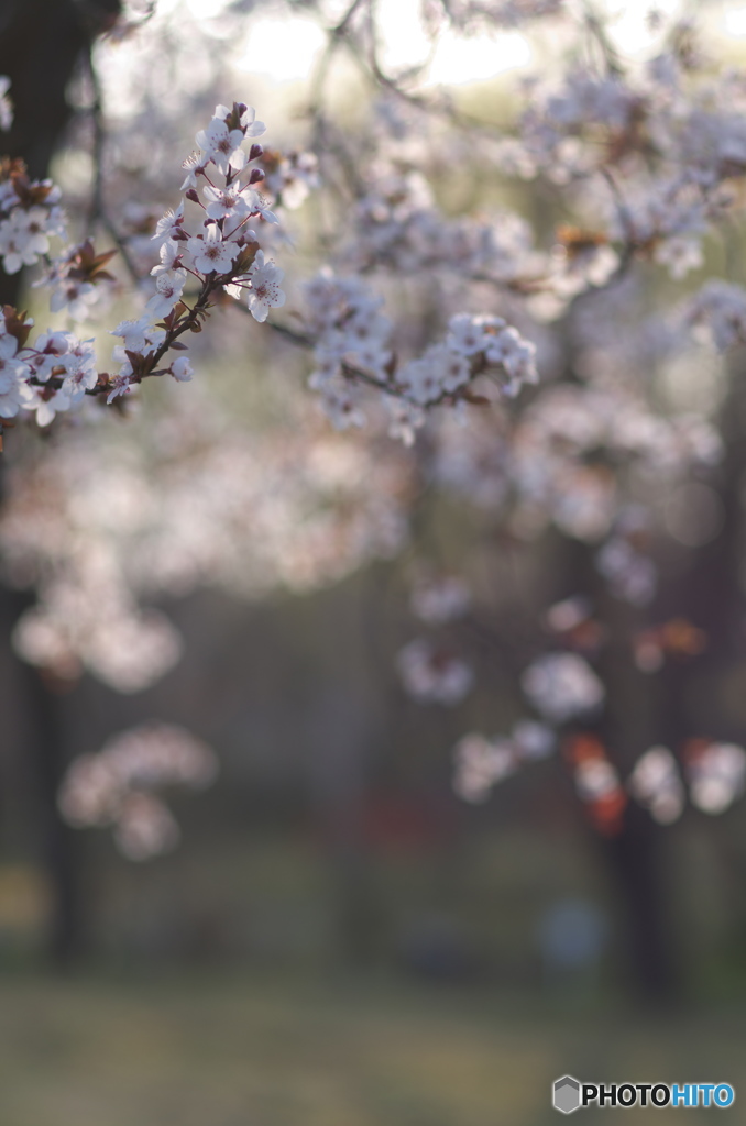 山桜１