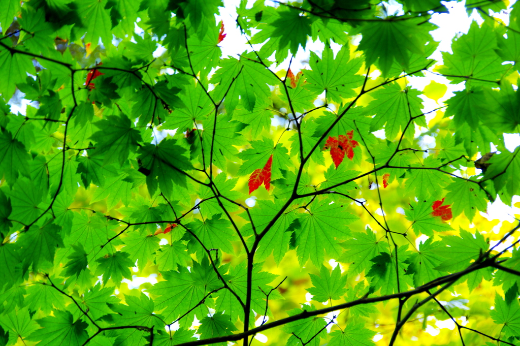 紅葉前　中禅寺湖南岸