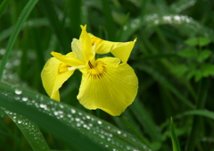 梅雨の菖蒲