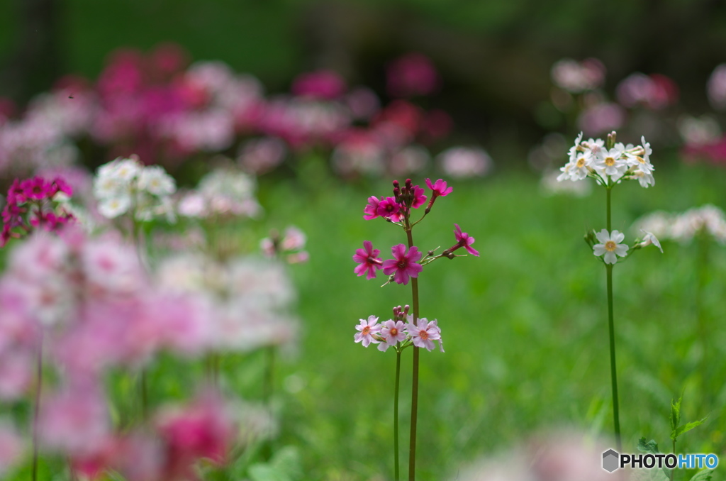 千手が浜のｸﾘﾝｿｳ