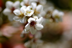 センダンの花