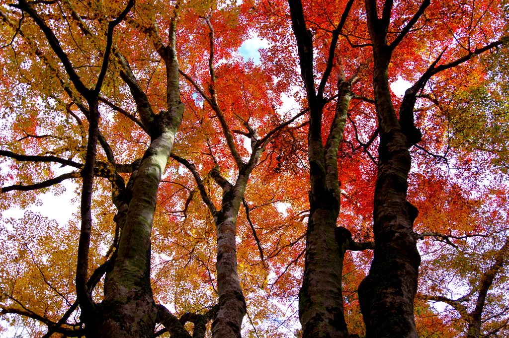 日高邸跡の紅葉