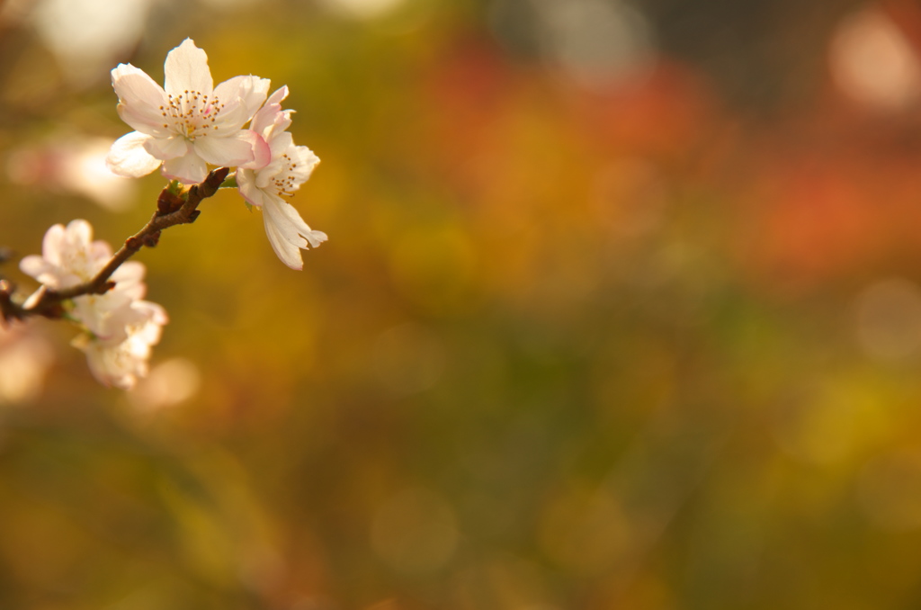 十月桜