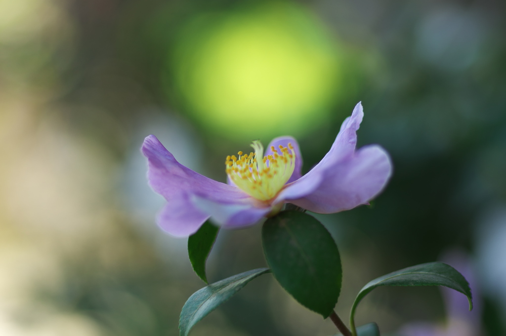 山茶花1