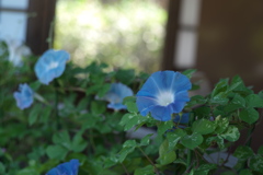 朝顔展を振り返る