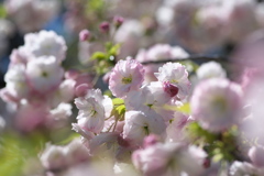 彩りの桜