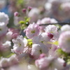 彩りの桜