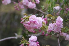 八重桜