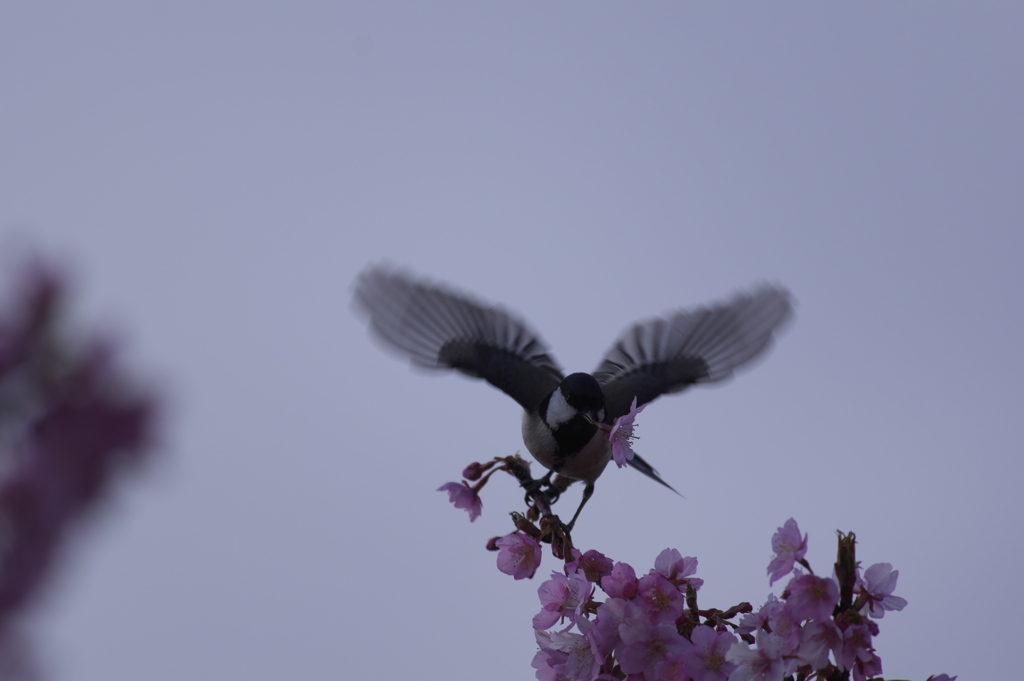 桜をくわえ