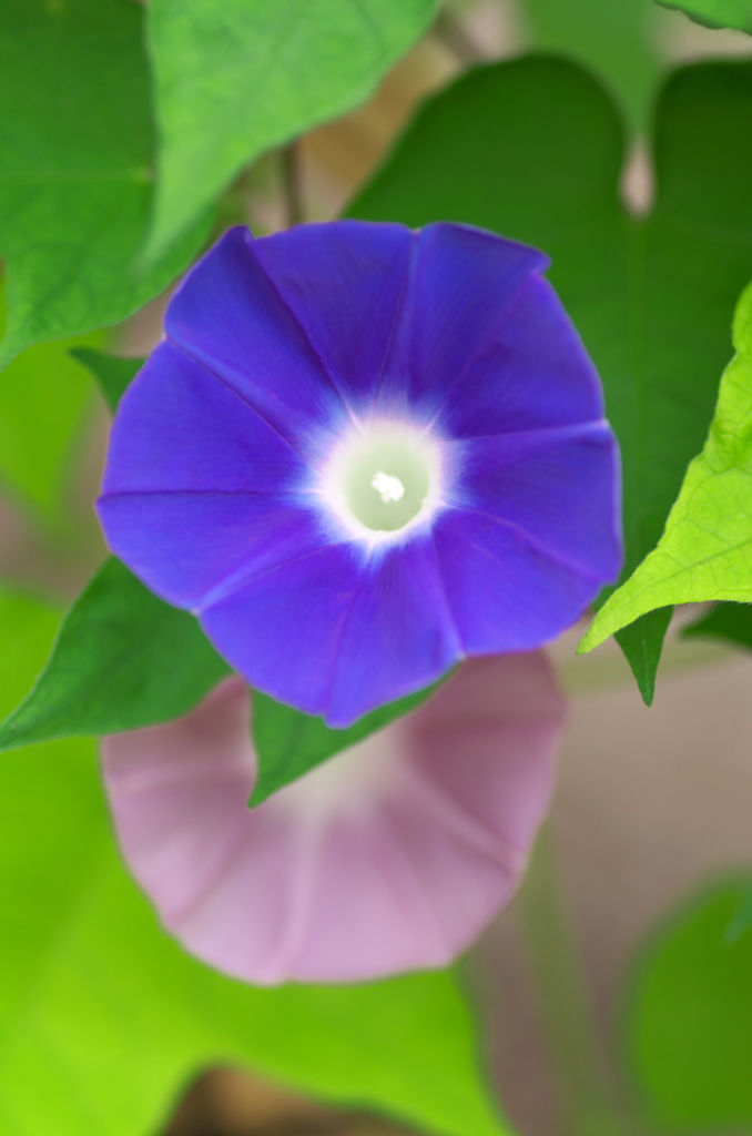 百花園・アサガオ
