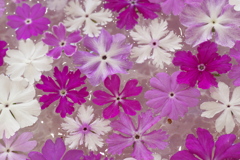 水盤の桜草