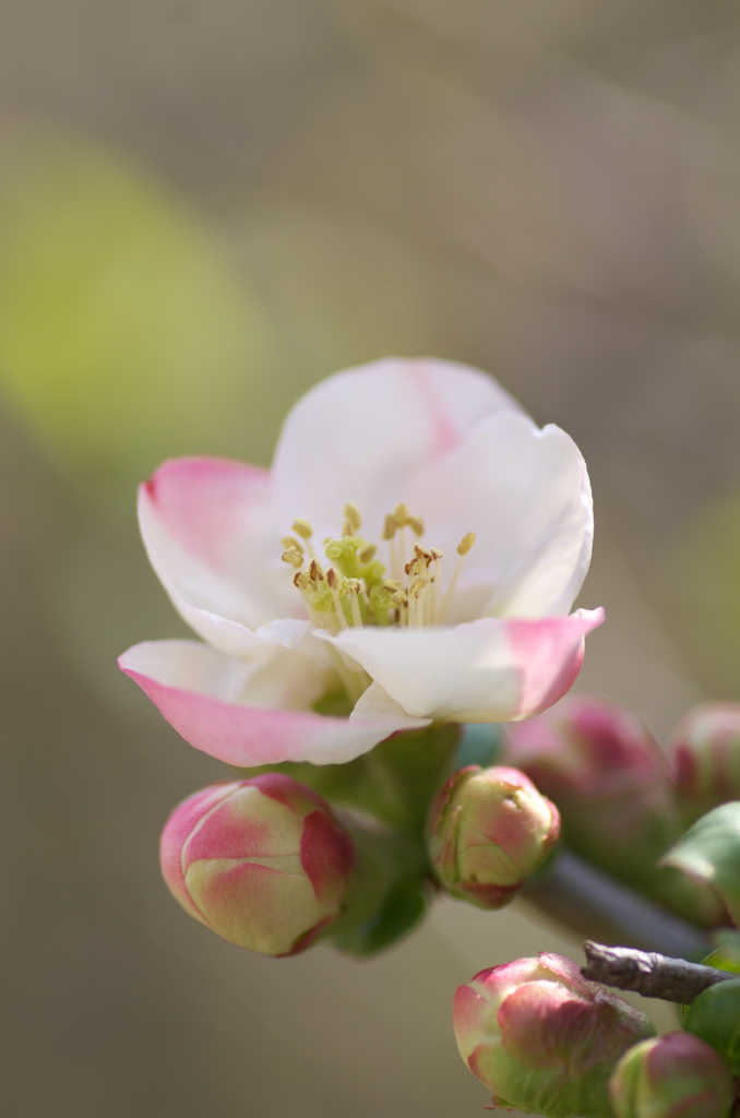 ボケの花