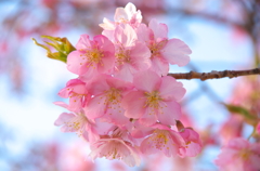 ふわふわ　float