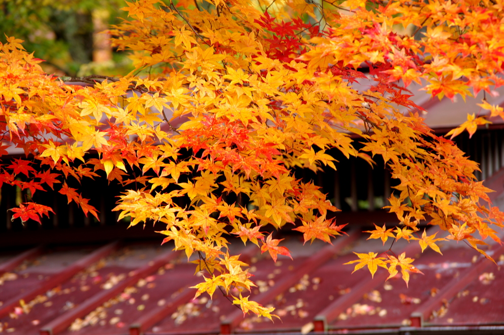 紅葉　菖蒲ヶ浜