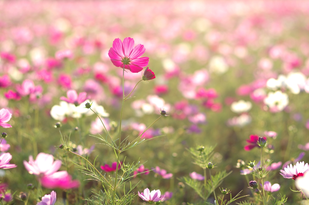 夕暮れの秋桜