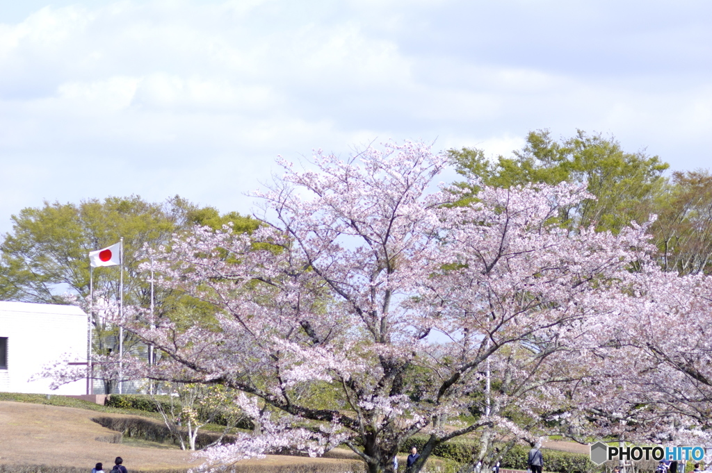 花見日和