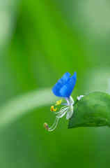 ムラサキツユクサ