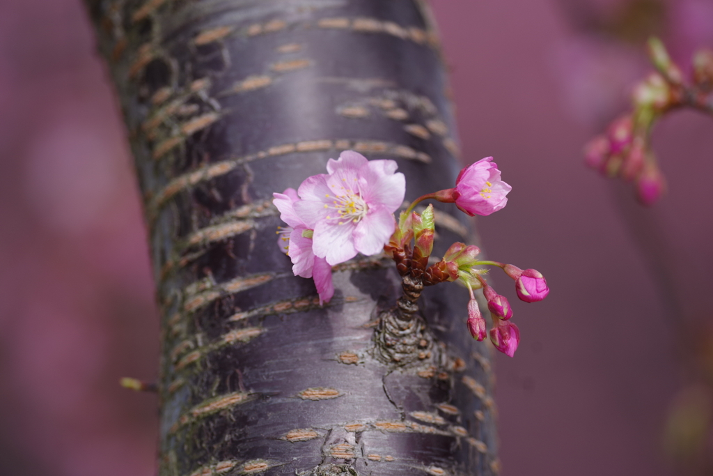 河津桜