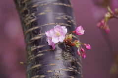 河津桜