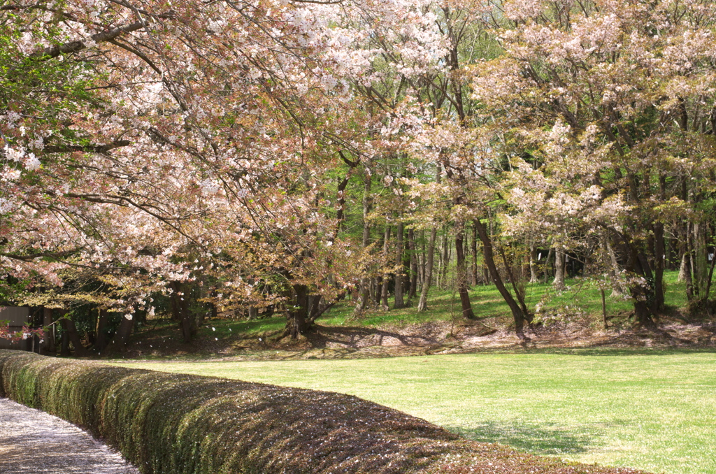 舞桜