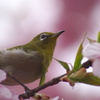 メジロと桜１