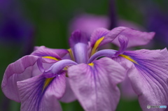 花菖蒲パープル