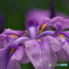 花菖蒲パープル