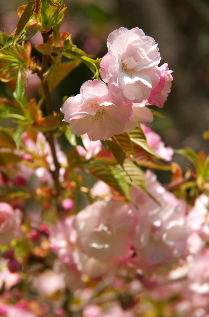 Sakura in Sakura　City