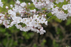 よしの桜