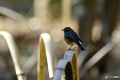 幸せの青い鳥