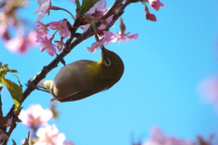 メジロと河津桜