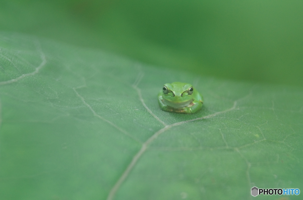 葉っぱですが、何か？