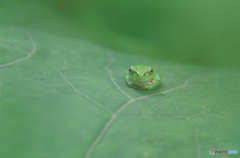 葉っぱですが、何か？