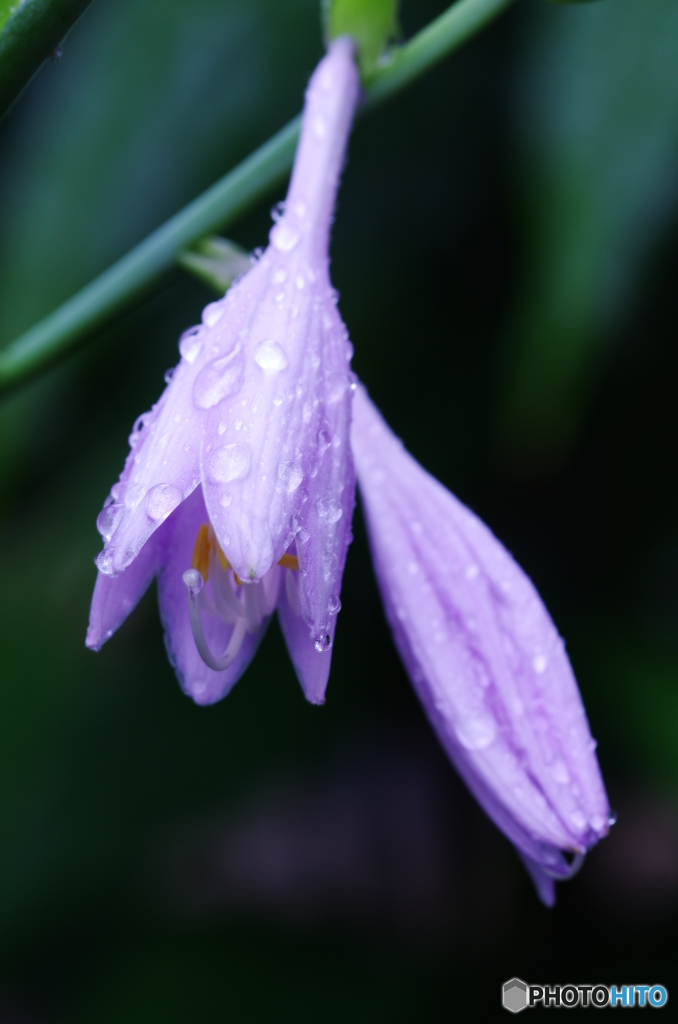 雨でも外には出たい