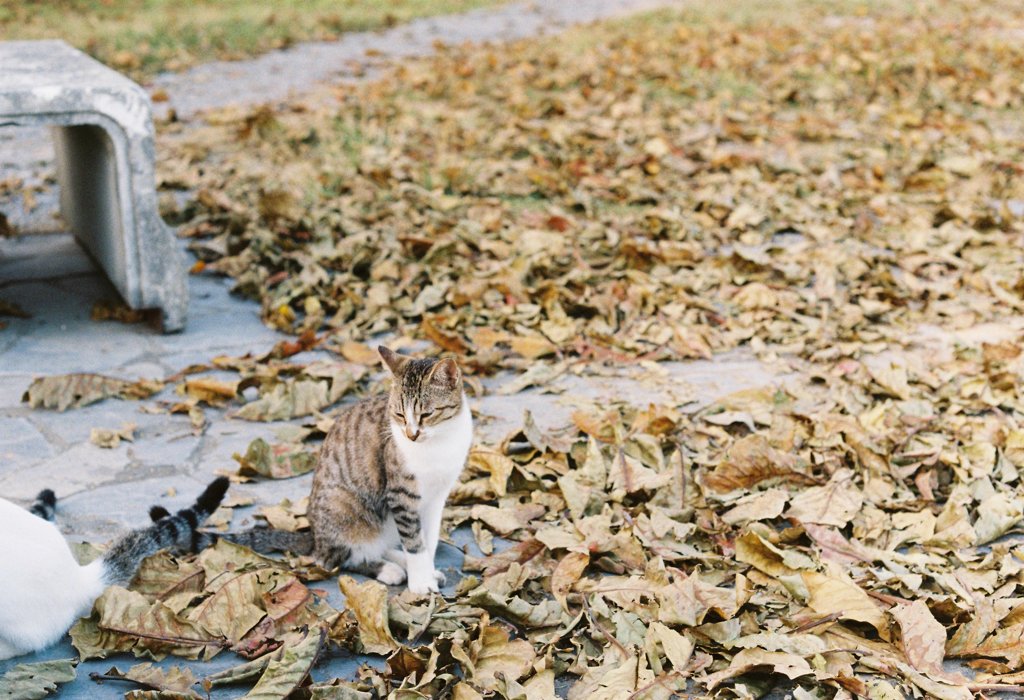 秋猫