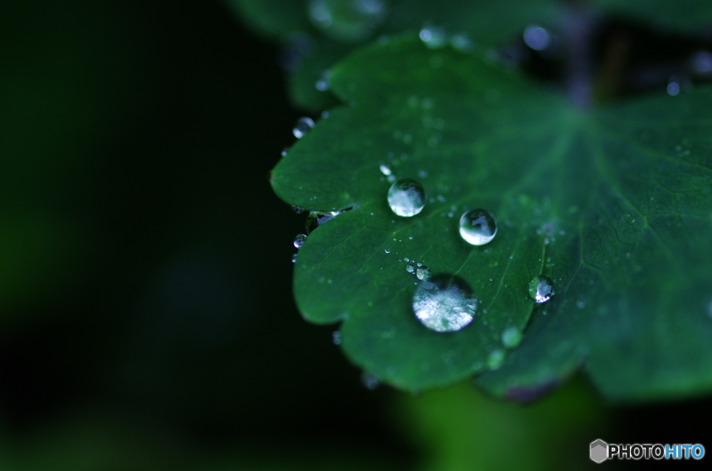 今日も雨、意地でも外に出る。02