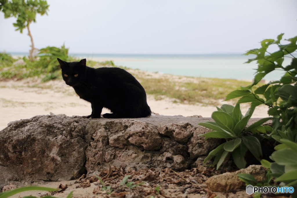 竹富の黒猫