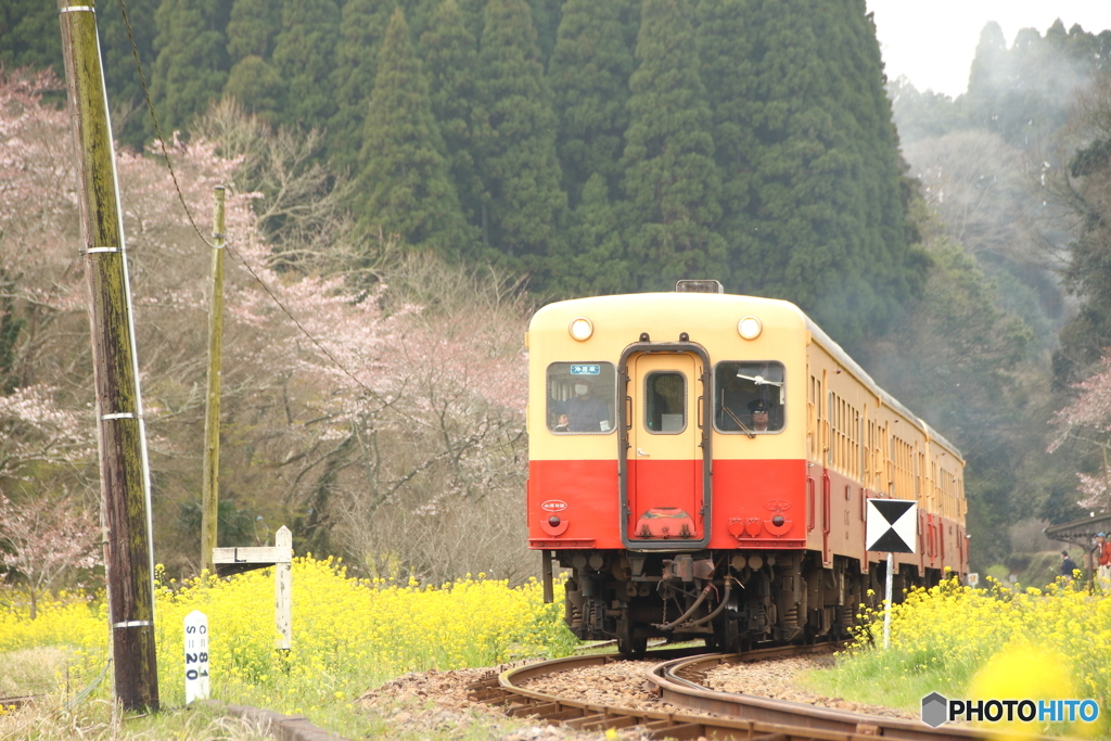 春の小湊鉄道